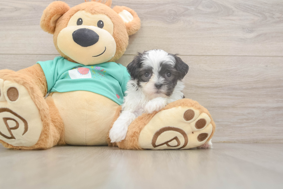 Teddy Bear Pup Being Cute