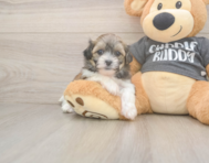 8 week old Teddy Bear Puppy For Sale - Lone Star Pups