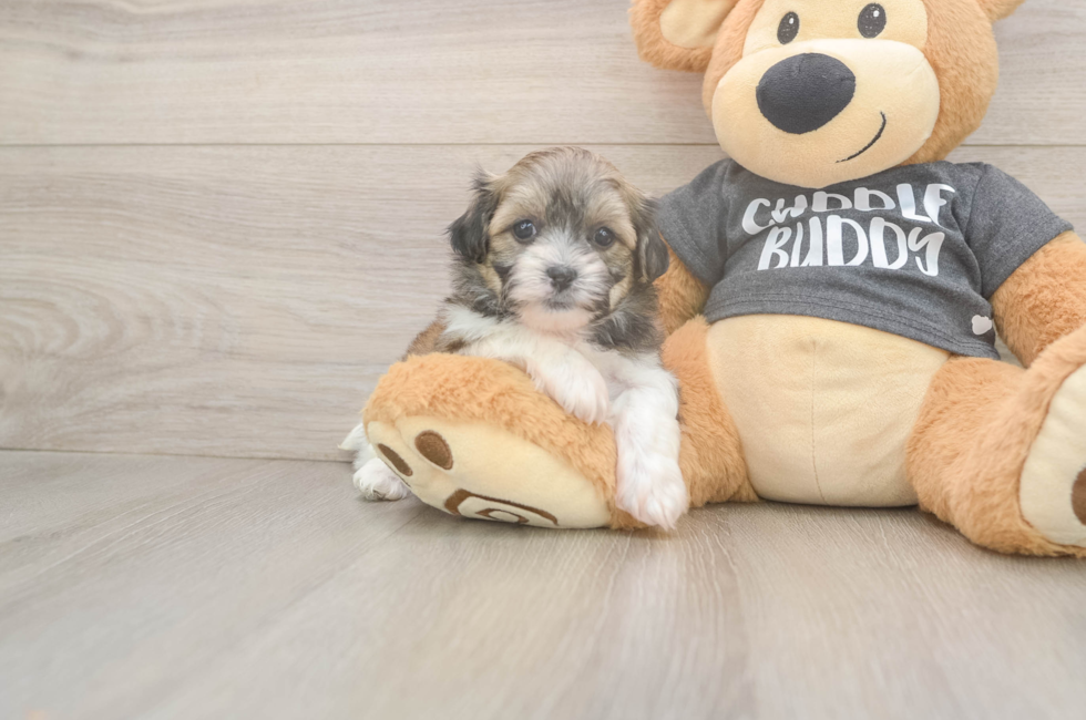 6 week old Teddy Bear Puppy For Sale - Lone Star Pups