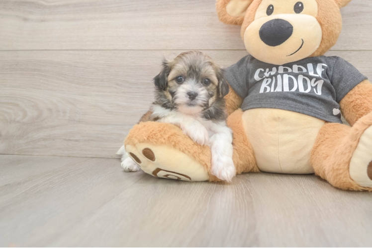 Meet Janet - our Teddy Bear Puppy Photo  1/3 - Lone Star Pups Teddy Bear Pup Being Cute