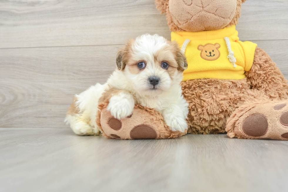 Teddy Bear Pup Being Cute