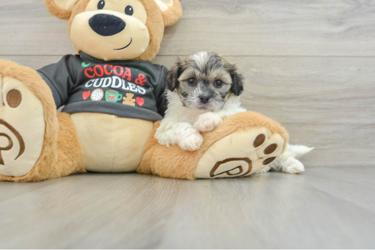 Funny Teddy Bear Designer Pup