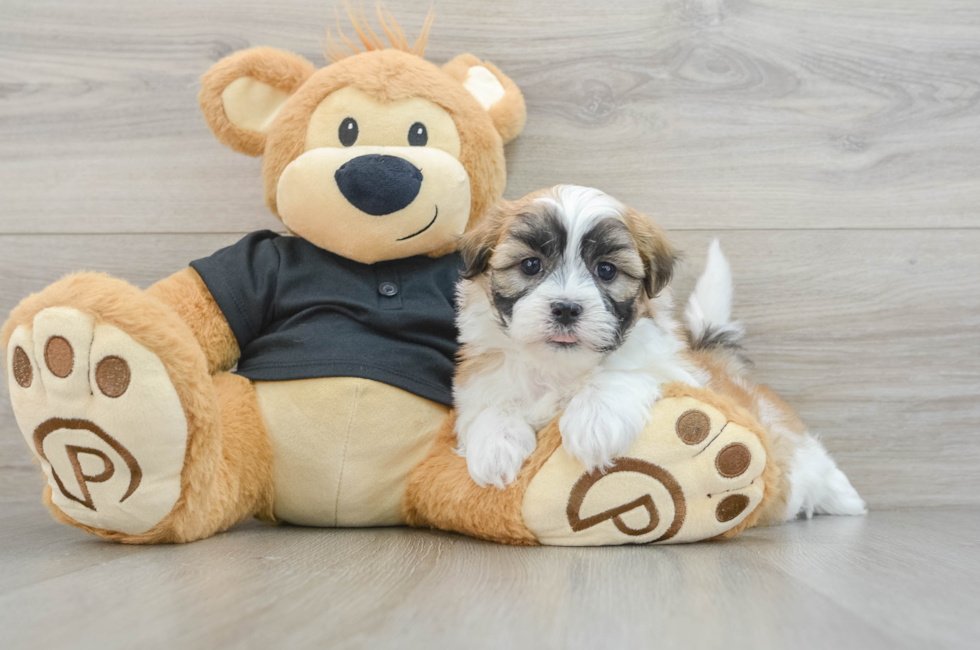 5 week old Teddy Bear Puppy For Sale - Lone Star Pups