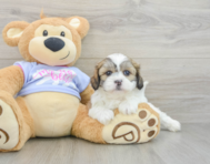 5 week old Teddy Bear Puppy For Sale - Lone Star Pups