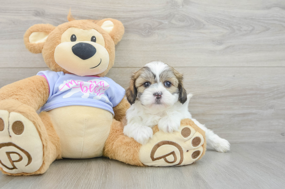 5 week old Teddy Bear Puppy For Sale - Lone Star Pups
