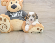7 week old Teddy Bear Puppy For Sale - Lone Star Pups