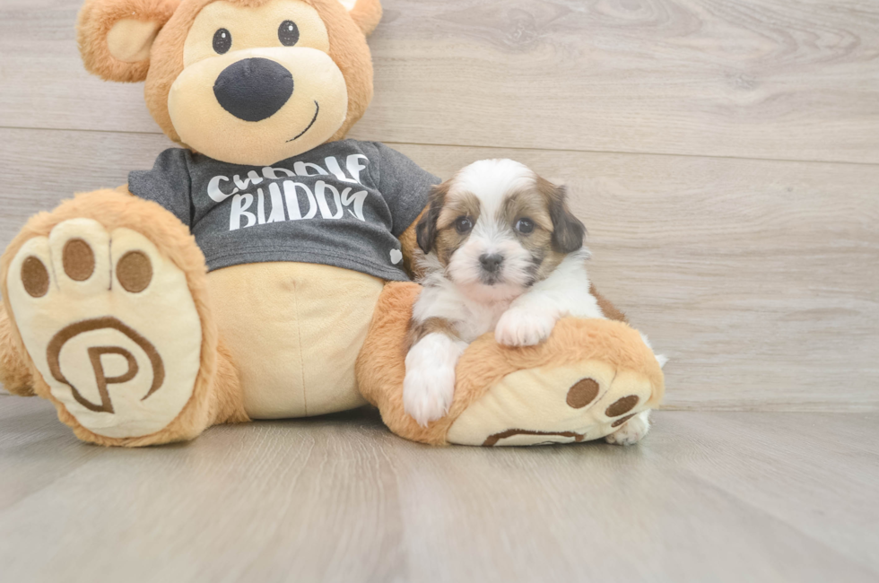 6 week old Teddy Bear Puppy For Sale - Lone Star Pups