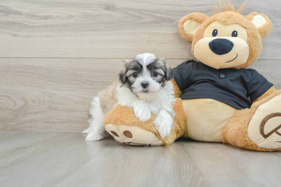 Teddy Bear Pup Being Cute