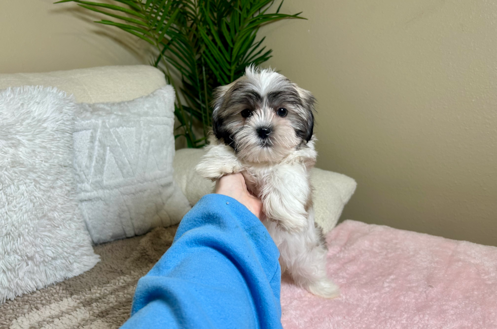 10 week old Teddy Bear Puppy For Sale - Lone Star Pups