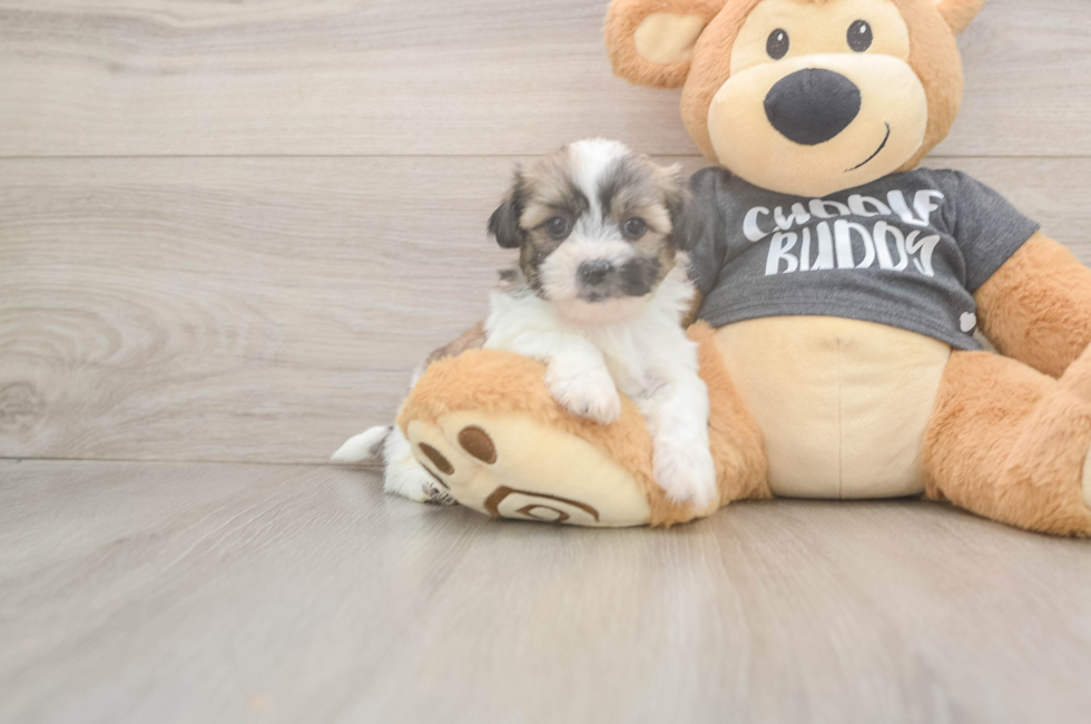 6 week old Teddy Bear Puppy For Sale - Lone Star Pups