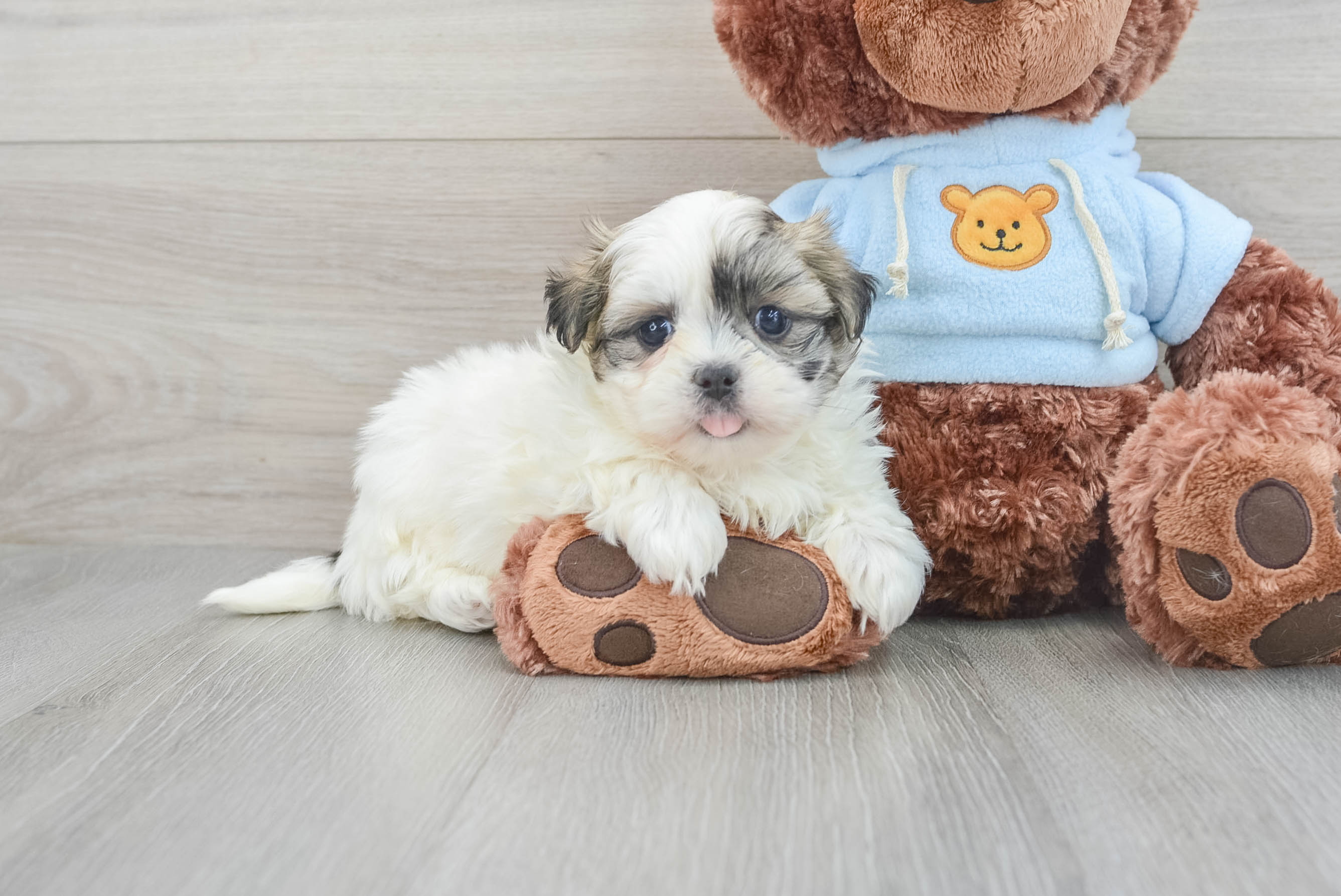Small Teddy Bear Baby
