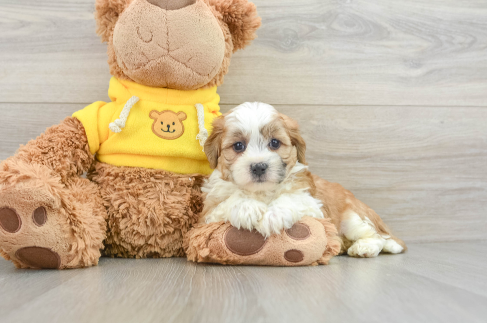 5 week old Teddy Bear Puppy For Sale - Lone Star Pups