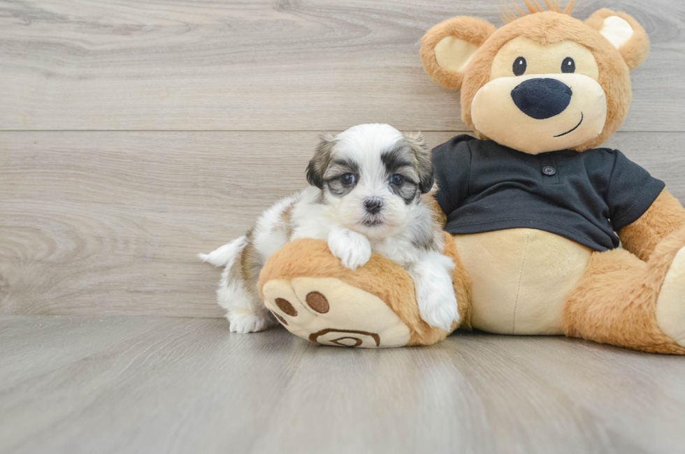 5 week old Teddy Bear Puppy For Sale - Lone Star Pups