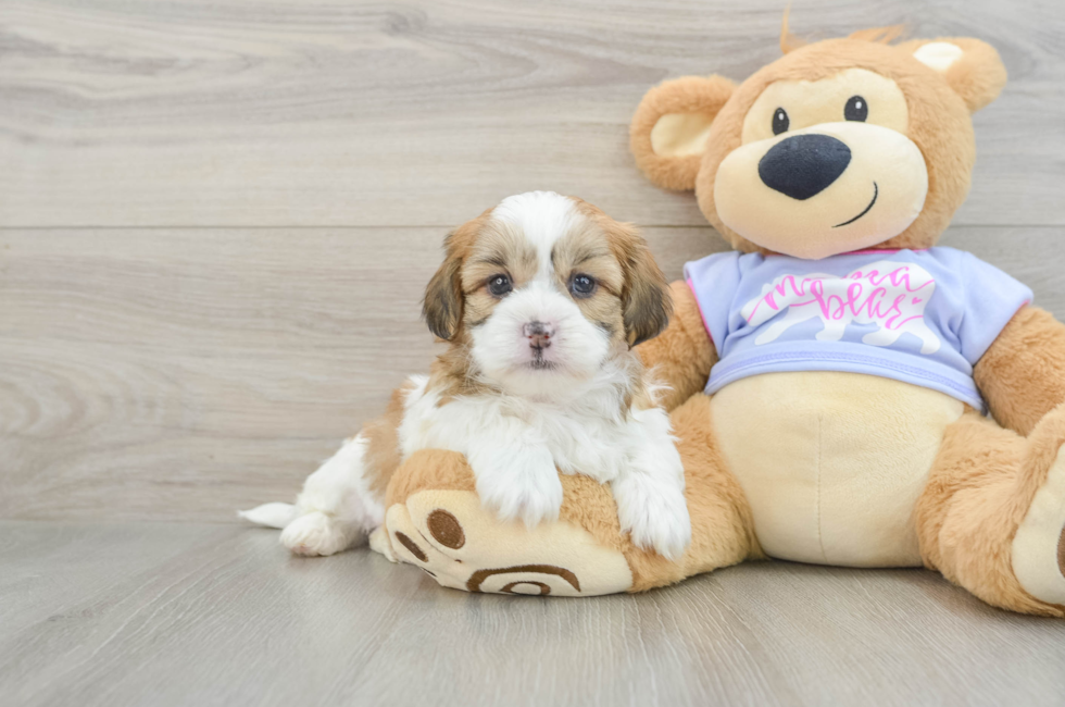5 week old Teddy Bear Puppy For Sale - Lone Star Pups