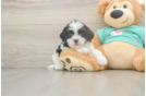 Teddy Bear Puppy for Adoption