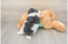Adorable Shi Chon Designer Puppy