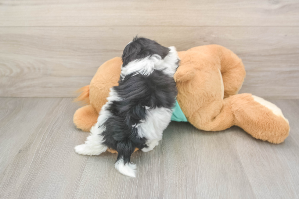 Adorable Shi Chon Designer Puppy
