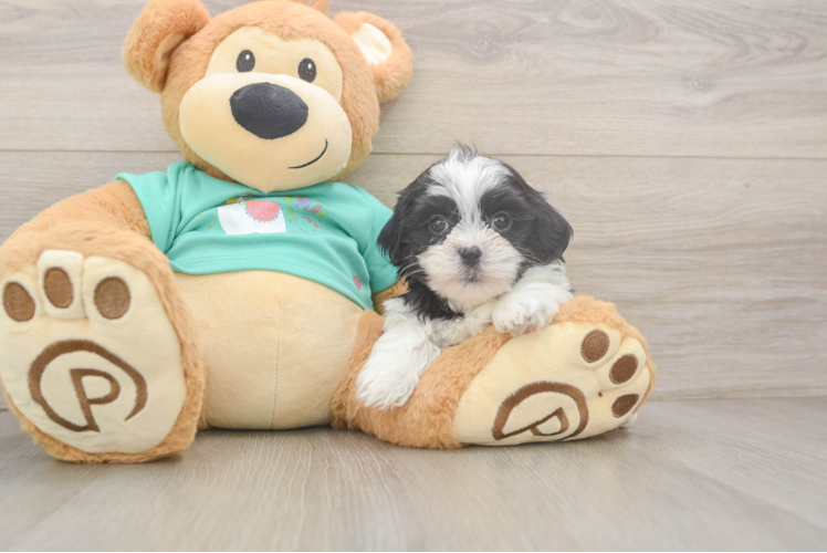 Small Teddy Bear Baby