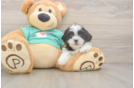 Small Teddy Bear Baby