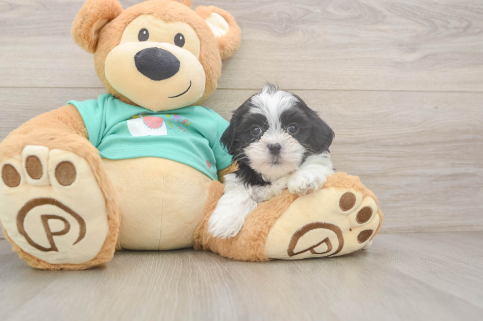 5 week old Teddy Bear Puppy For Sale - Lone Star Pups