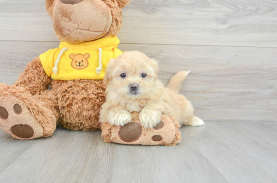 Teddy Bear Puppy for Adoption