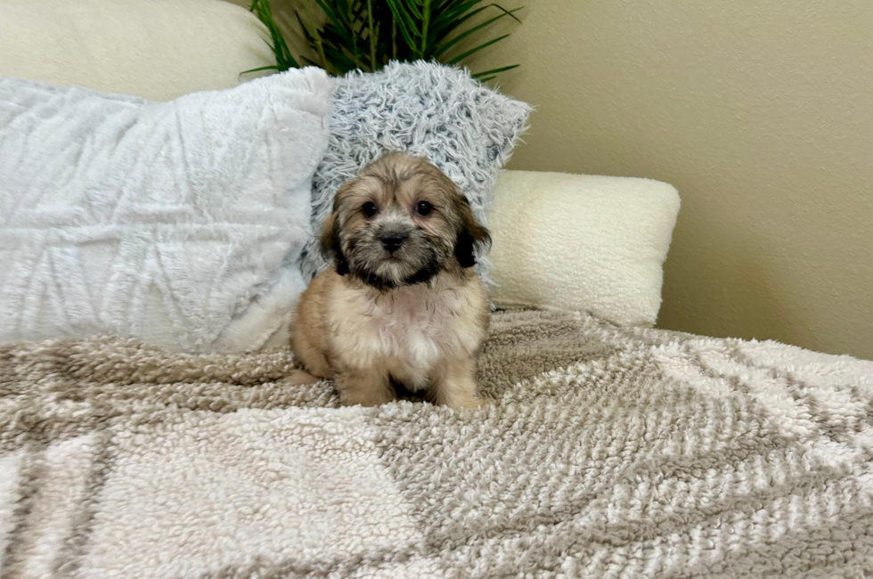 11 week old Teddy Bear Puppy For Sale - Lone Star Pups