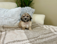 11 week old Teddy Bear Puppy For Sale - Lone Star Pups