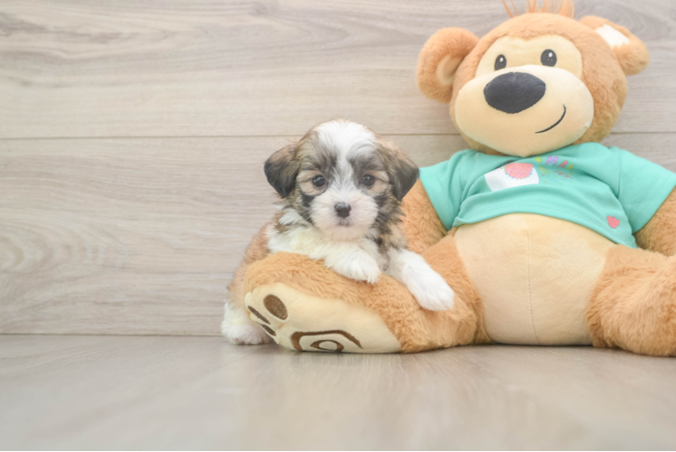 Best Teddy Bear Baby