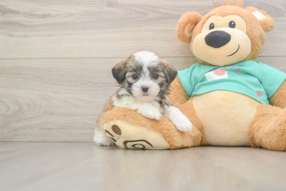Best Teddy Bear Baby