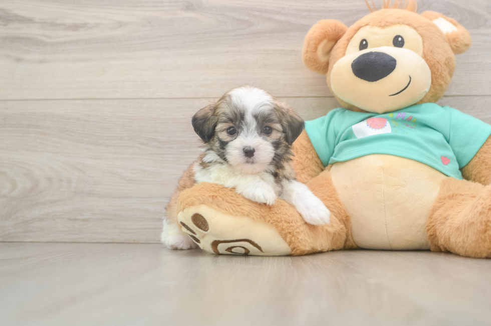 5 week old Teddy Bear Puppy For Sale - Lone Star Pups