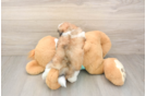 Teddy Bear Puppy for Adoption