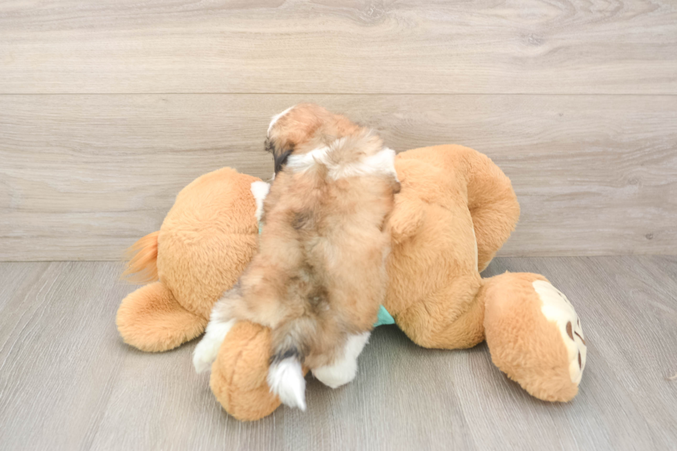 Teddy Bear Puppy for Adoption
