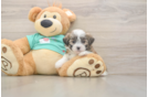 Hypoallergenic Shitzu Designer Puppy