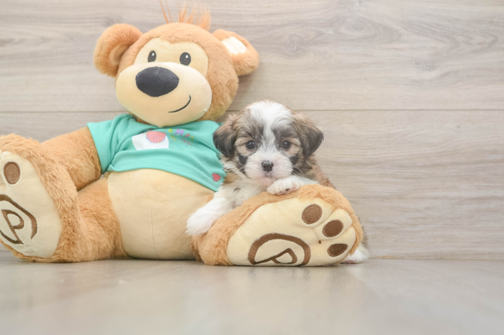 Hypoallergenic Shitzu Designer Puppy