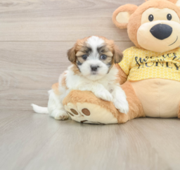 9 week old Teddy Bear Puppy For Sale - Lone Star Pups