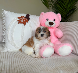 10 week old Teddy Bear Puppy For Sale - Lone Star Pups
