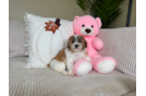 Cute Shit Designer Puppy