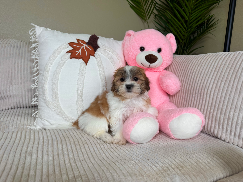 Cute Shit Designer Puppy