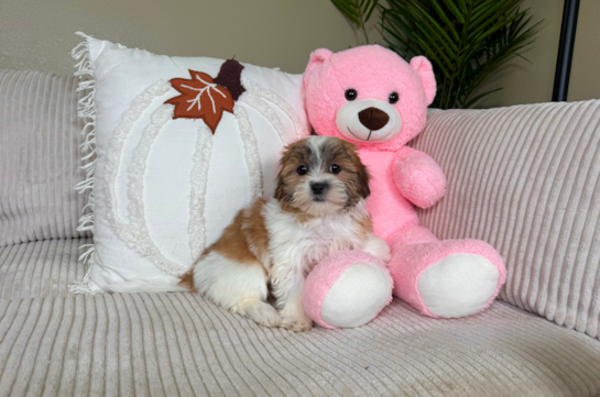 Cute Shit Designer Puppy