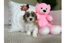 Cute Teddy Bear Designer Pup
