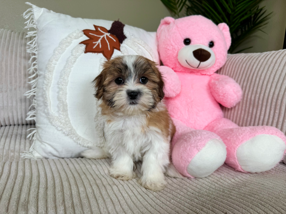 Cute Teddy Bear Designer Pup