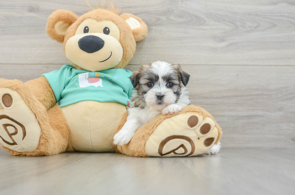 6 week old Teddy Bear Puppy For Sale - Lone Star Pups
