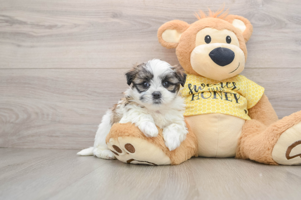 Best Teddy Bear Baby