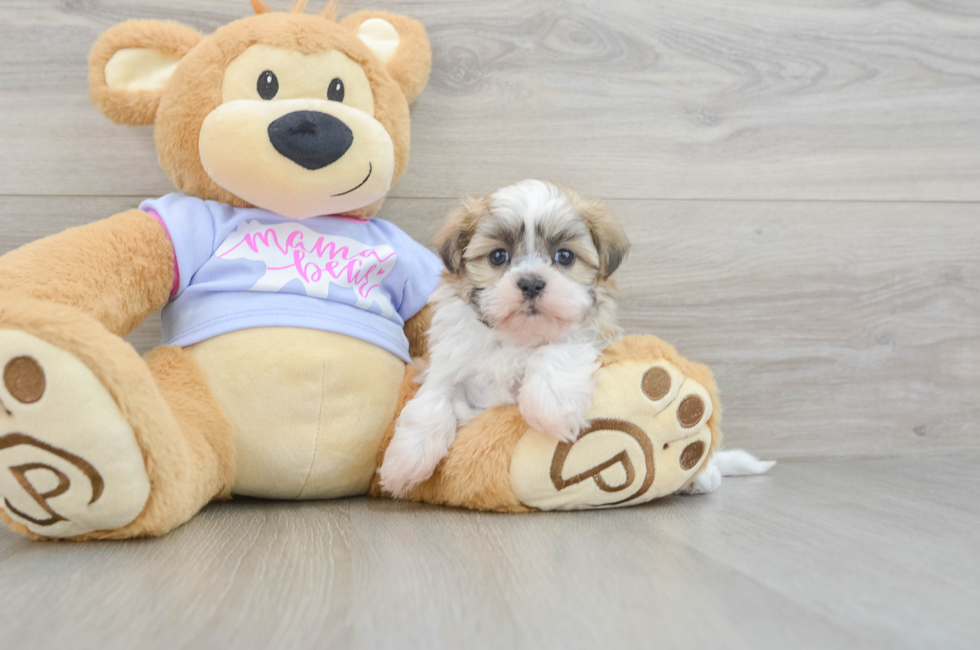 5 week old Teddy Bear Puppy For Sale - Lone Star Pups