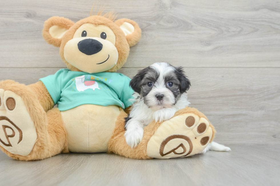 6 week old Teddy Bear Puppy For Sale - Lone Star Pups