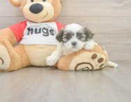 6 week old Teddy Bear Puppy For Sale - Lone Star Pups