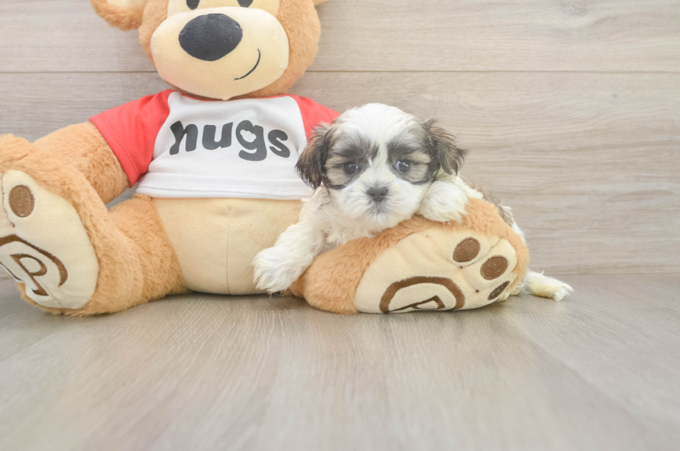 5 week old Teddy Bear Puppy For Sale - Lone Star Pups