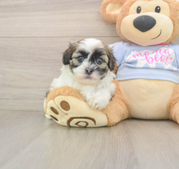 8 week old Teddy Bear Puppy For Sale - Lone Star Pups