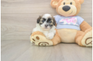Best Teddy Bear Baby