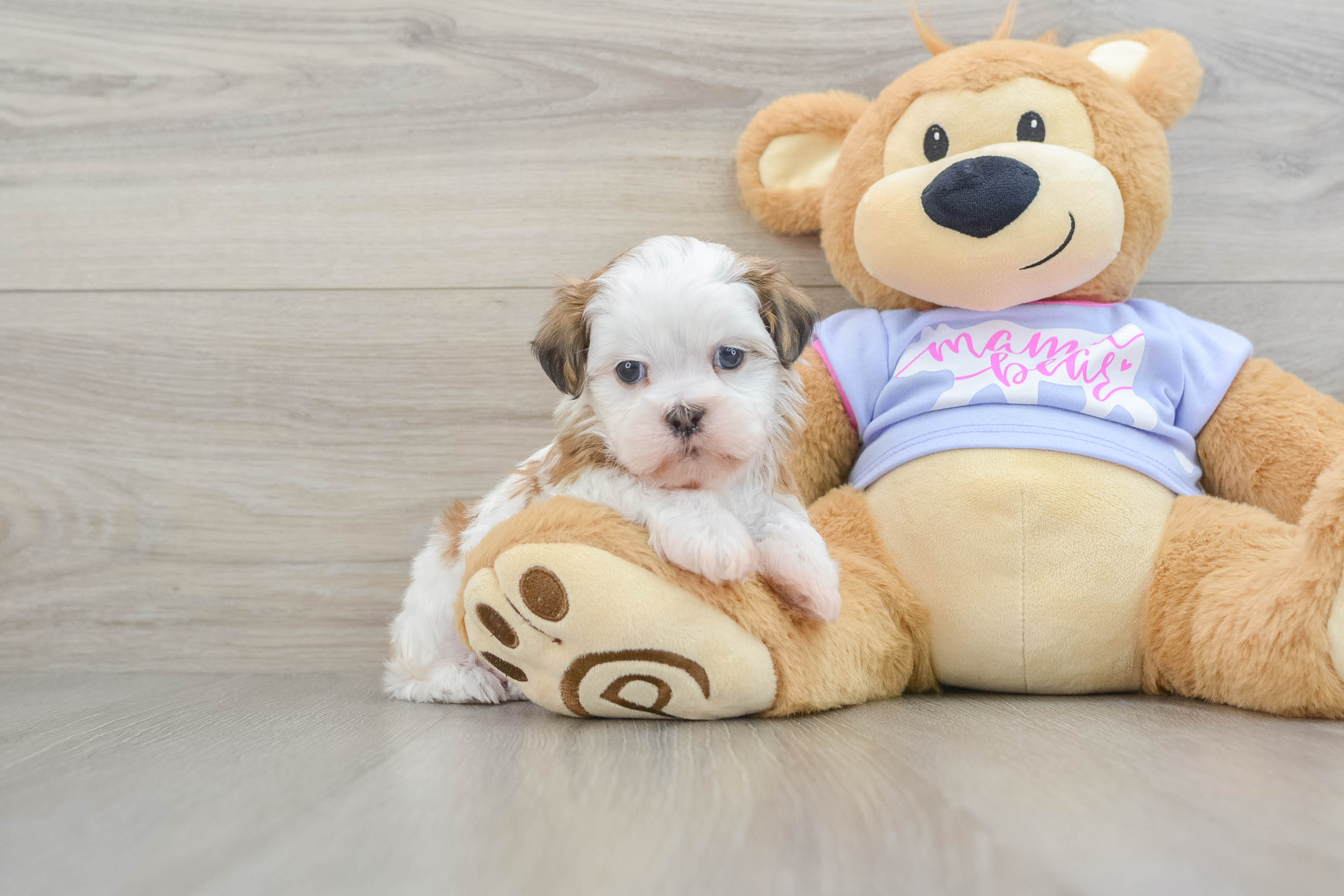 Best Teddy Bear Baby
